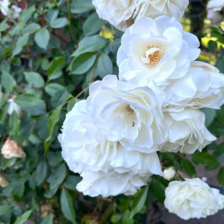 Ma Yourte Au Fond Du Jardin *
