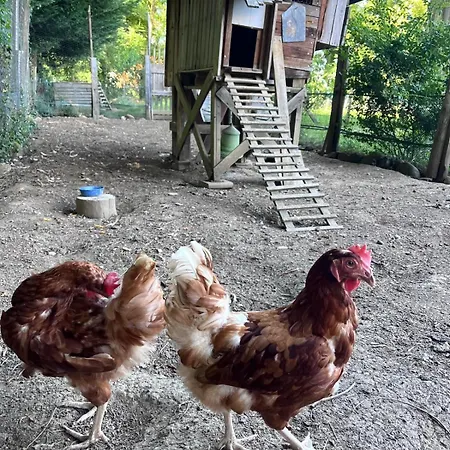Ma Yourte Au Fond Du Jardin *
